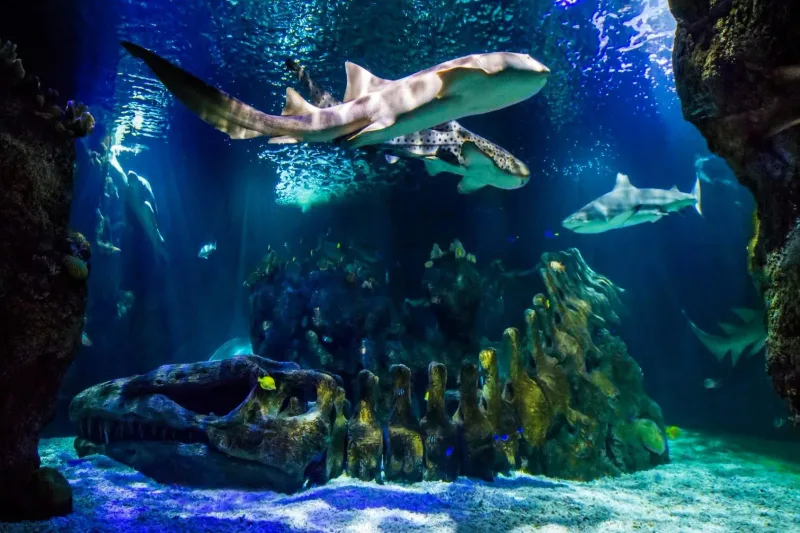 Sea Life Benalmadena aquarium shark tunnel interior with visitors looking up at sharks and rays swimming overhead